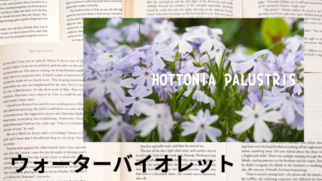 ウォーターバイオレットの植物素材辞典のアイキャッチ