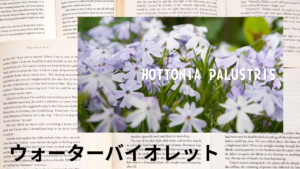 ウォーターバイオレットの植物素材辞典のアイキャッチ