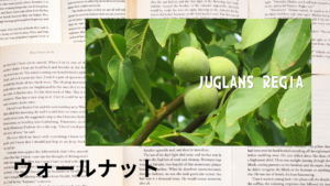 ウォールナットの植物素材辞典のアイキャッチ