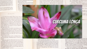 英語版ウコンの植物素材辞典のアイキャッチ