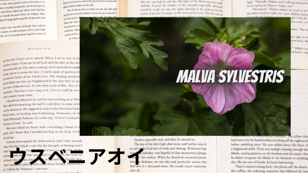 ウスベニアオイの植物素材辞典のアイキャッチ