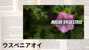 ウスベニアオイの植物素材辞典のアイキャッチ
