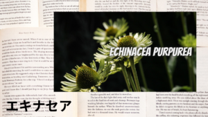 エキナセアの植物素材辞典のアイキャッチ