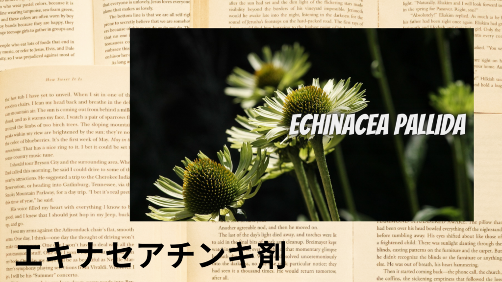 エキナセアチンキ剤の植物素材辞典のアイキャッチ