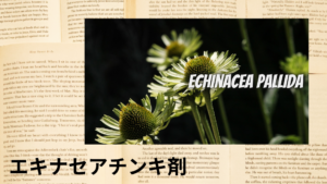 エキナセアチンキ剤の植物素材辞典のアイキャッチ