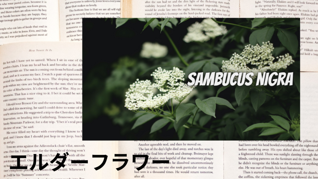 エルダーフラワーの植物素材辞典のアイキャッチ
