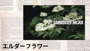 エルダーフラワーの植物素材辞典のアイキャッチ