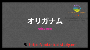 オリガナムの香りの性質辞典のアイキャッチ