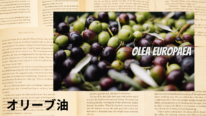 オリーブ油の植物素材辞典のアイキャッチ