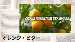 オレンジビターの植物素材辞典のアイキャッチ
