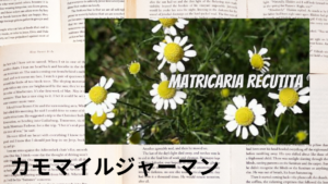 カモマイル・ジャーマンの植物素材辞典のアイキャッチ