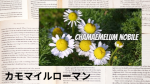 カモマイル・ローマンの植物素材辞典のアイキャッチ