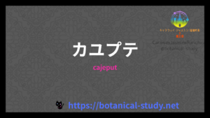 カユプテの香りの性質辞典のアイキャッチ