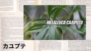 カユプテの植物素材辞典のアイキャッチ