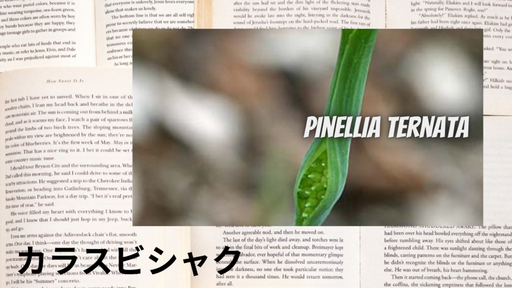 カラスビシャクの植物素材辞典のアイキャッチ