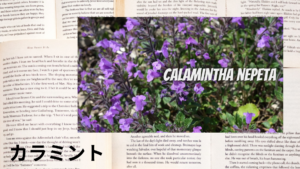 カラミントの植物素材辞典のアイキャッチ