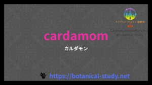 英語版カルダモンの香りの性質辞典のアイキャッチ