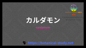 カルダモンの香りの性質辞典のアイキャッチ