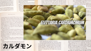 カルダモンの植物素材辞典のアイキャッチ