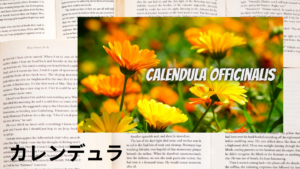 カレンデュラの植物素材辞典のアイキャッチ