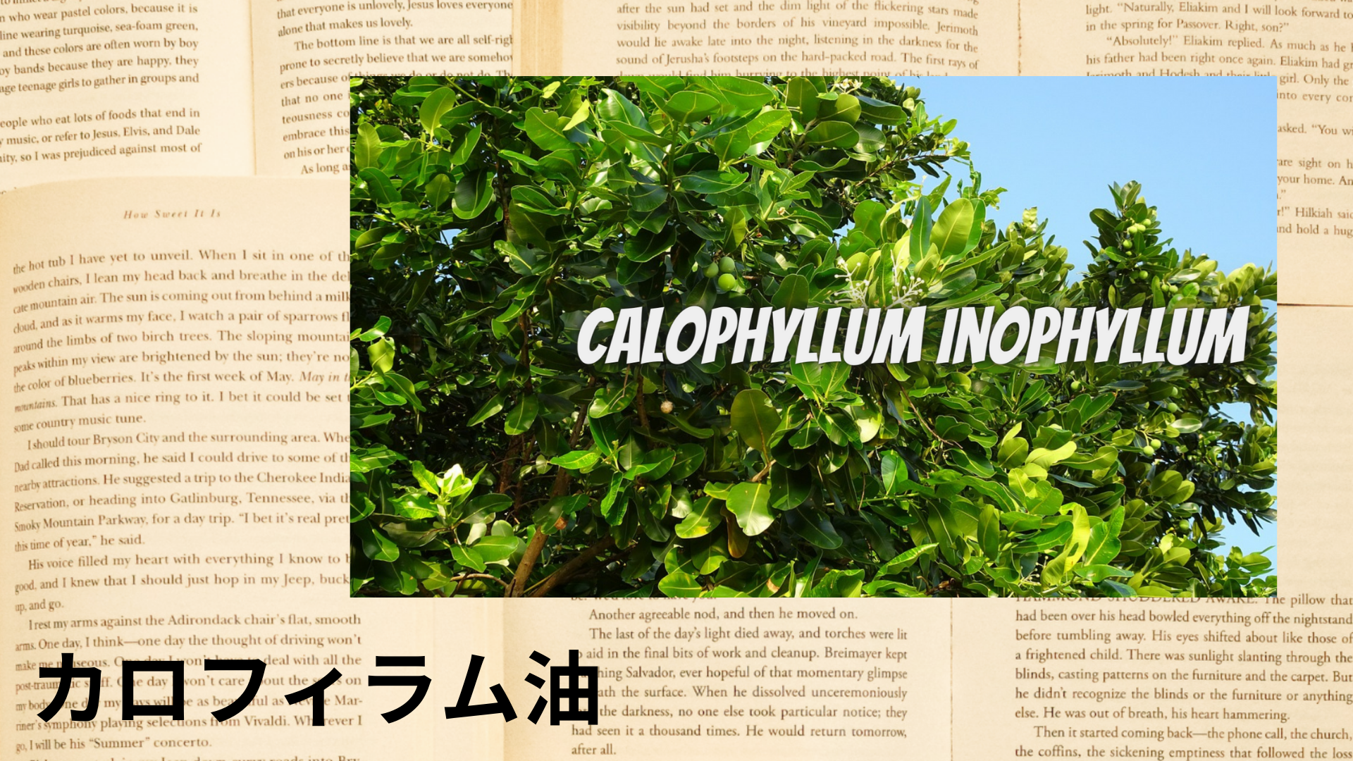 英語版カロフィラム油の植物素材辞典のアイキャッチ