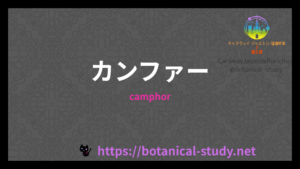 カンファーの香りの性質辞典のアイキャッチ