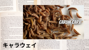 キャラウェイの植物素材辞典のアイキャッチ