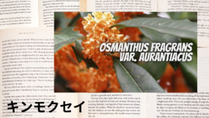 キンモクセイの植物素材辞典のアイキャッチ