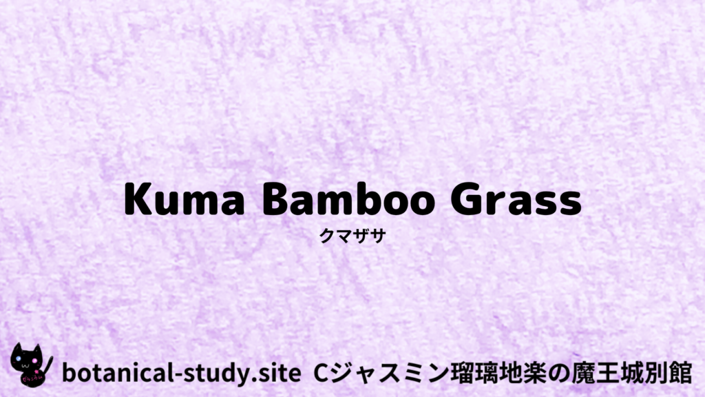 英語版クマザサのプチ辞典クイズのアイキャッチ