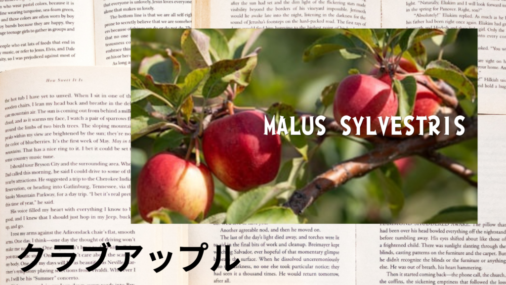 クラブアップルの植物素材辞典のアイキャッチ