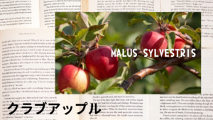 クラブアップルの植物素材辞典のアイキャッチ