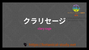クラリセージの香りの性質辞典のアイキャッチ