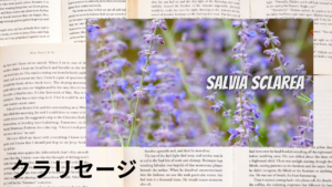 クラリセージの植物素材辞典のアイキャッチ