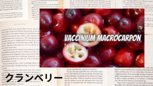 クランベリーの植物素材辞典のアイキャッチ