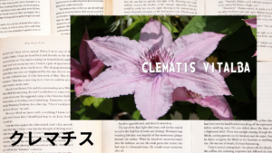 クレマチスの植物素材辞典のアイキャッチ