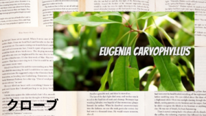 クローブの植物素材辞典のアイキャッチ