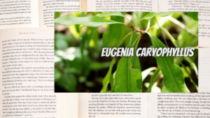 英語版クローブの植物素材辞典のアイキャッチ