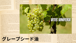 グレープシード油の植物素材辞典のアイキャッチ
