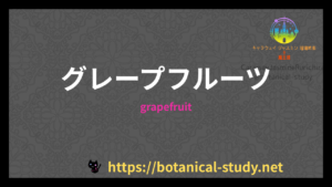 グレープフルーツの香りの性質辞典のアイキャッチ