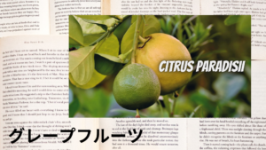 グレープフルーツの植物素材辞典のアイキャッチ
