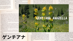 ゲンチアナの植物素材辞典のアイキャッチ