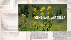 英語版ゲンチアナの植物素材辞典のアイキャッチ