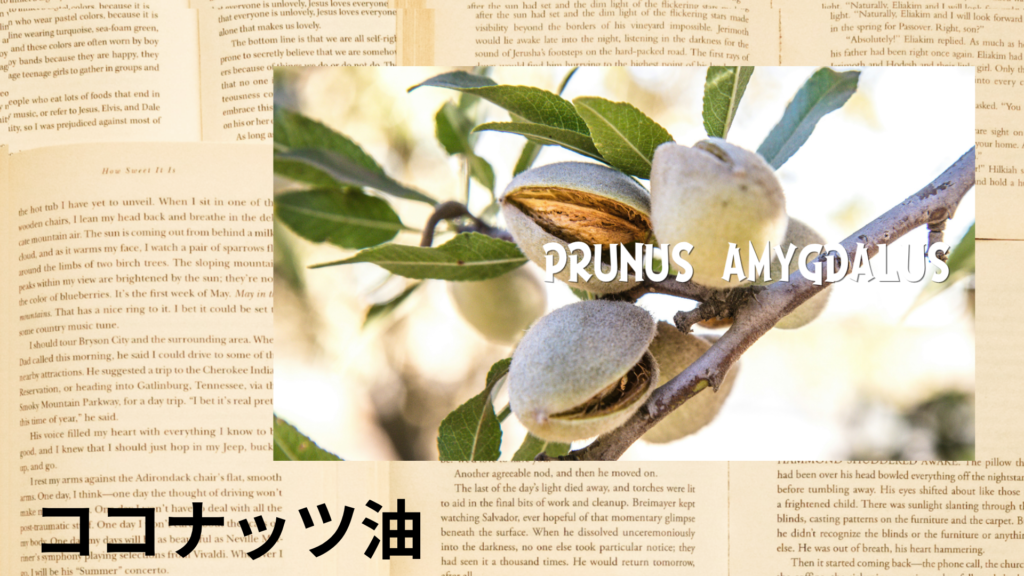 ココナッツ油の植物素材辞典のアイキャッチ