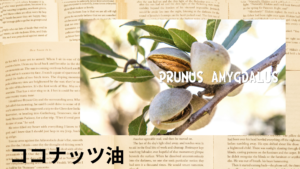 ココナッツ油の植物素材辞典のアイキャッチ