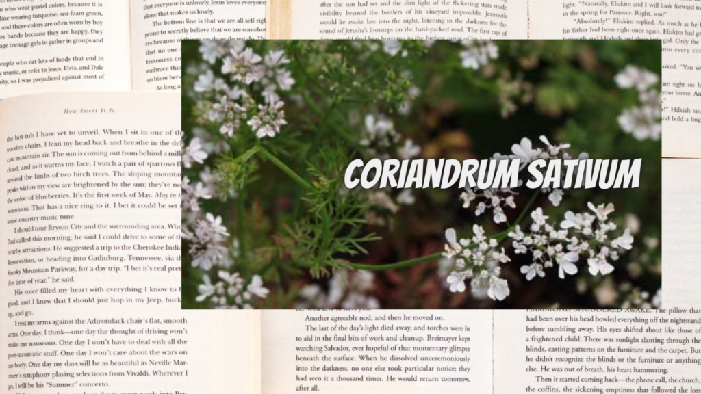 英語版コリアンダーの植物素材辞典のアイキャッチ