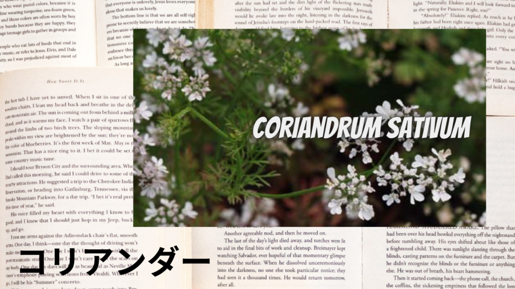 コリアンダーの植物素材辞典のアイキャッチ