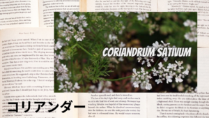 コリアンダーの植物素材辞典のアイキャッチ