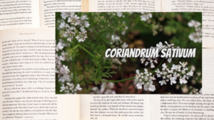 英語版コリアンダーの植物素材辞典のアイキャッチ