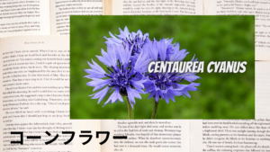 コーンフラワーの植物素材辞典のアイキャッチ