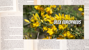 英語版ゴースの植物素材辞典のアイキャッチ